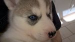 Cuccioli Siberian Husky