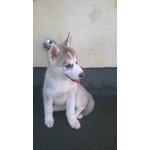 Cuccioli Siberian Husky - Foto n. 5