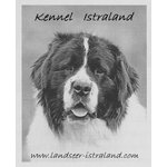 Cuccioli Landseer