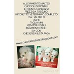 Maltesi Cuccioli Bollate - Foto n. 2