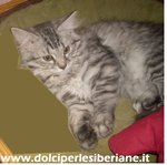 Cucciola Siberiana Silver Ipoallergenica con Pedigree