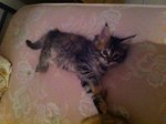 Bellissimi Cucciolini Maine Coon - Foto n. 3