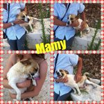 Mamy Dolce Mammina Molto Giovane di 5 Cuccioli Simil jack Russel