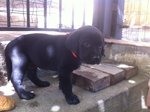 Cuccioli di Labrador Retriever