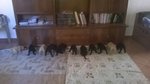 Cuccioli di Labrador Retriever - Foto n. 4