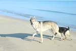 Cuccioli di cane lupo Cecoslovacco - Foto n. 3