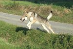Cuccioli di cane lupo Cecoslovacco - Foto n. 5