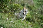 Cuccioli di cane lupo Cecoslovacco - Foto n. 6