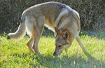 Cuccioli di cane lupo Cecoslovacco - Foto n. 8