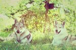 Cuccioli di cane lupo Cecoslovacco - Foto n. 9