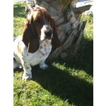 Cuccioli Bassethound - Foto n. 6