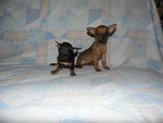 Cucciola Pinscher Nano