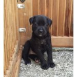 Splendidi Cuccioli di cane Corso alta Genealogia - Foto n. 1