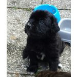 Splendidi Cuccioli di cane Corso alta Genealogia - Foto n. 2