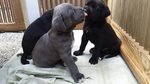 Splendidi Cuccioli di cane Corso alta Genealogia - Foto n. 3