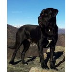 Splendidi Cuccioli di cane Corso alta Genealogia - Foto n. 4