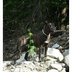 Splendidi Cuccioli di cane Corso alta Genealogia - Foto n. 5