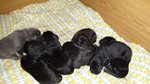 Splendidi Cuccioli di cane Corso alta Genealogia - Foto n. 6