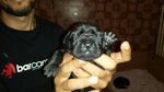 Splendidi Cuccioli di cane Corso alta Genealogia - Foto n. 7