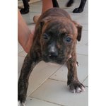 Cuccioli Pitbull Ukc - Foto n. 2