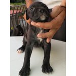 Cuccioli Pitbull Ukc - Foto n. 4