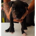 Cuccioli Pitbull Ukc - Foto n. 5