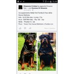 Disponibilita ' Cuccioli Rottweiler - Foto n. 1