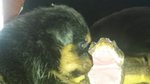 Disponibilita ' Cuccioli Rottweiler - Foto n. 3