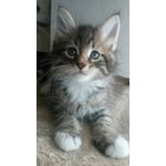 Maine coon Cuccioli