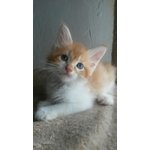 Maine coon Cuccioli - Foto n. 2