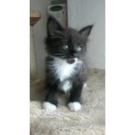 Maine coon Cuccioli - Foto n. 3