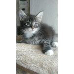 Maine coon Cuccioli - Foto n. 5