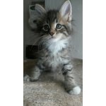 Maine coon Cuccioli - Foto n. 8