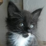 Maine coon Cuccioli - Foto n. 9