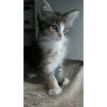 Maine coon Cuccioli - Foto n. 10