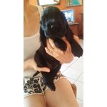 Cocker Spaniel Inglese nero Ottima Geneaologia