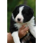 Cuccioli Border Collie