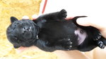 Cuccioli Labrador Retriever con Pedigree - Foto n. 4