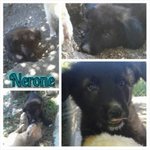 Nerone: Cucciolo Quasi tre Mesi