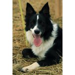 Border Collie Cuccioli - Foto n. 19