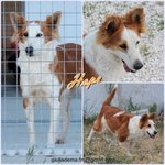 🐶 Collie femmina in adozione a Milano (MI) e in tutta Italia da privato