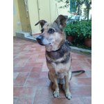 Simil lupo di 12 Anni - Foto n. 2