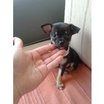 Chihuahua Cuccioli - Foto n. 2