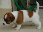 Ultimo Cucciolo jack Russel