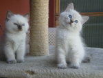 Ragdoll Gattini Disponibili