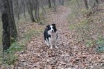 Border Collie Cuccioli - Foto n. 4