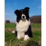 Border Collie Cuccioli - Foto n. 9