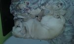 Labrador Retriever - Foto n. 1