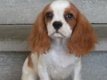 Cuccioli di Cavalier king & Chihuahua