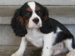 Cuccioli di Cavalier king & Chihuahua - Foto n. 3